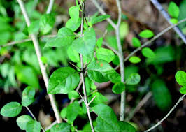 Image result for Catunaregam