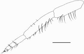 Check spelling or type a new query. A Supplement To The Amphipod Crustacea Species Inventory Of Helgoland German Bight North Sea Indication Of Rapid Recent Change Marine Biodiversity Records Cambridge Core