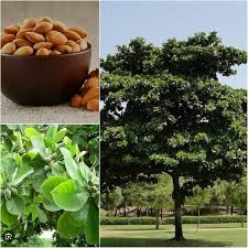Image result for Terminalia catappa