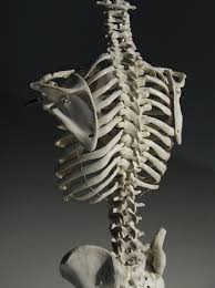 The pain may go away quickly or be ongoing. Human Rib Cage 3 4 Back View Human Rib Cage Rib Cage Anatomy Human Ribs