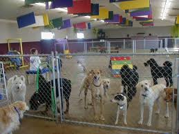 It could happen to any pet owner: Pet Hostel Dog Sitter Near Me Dog Care Supplies Sick Pets Dog Boarding Near Me