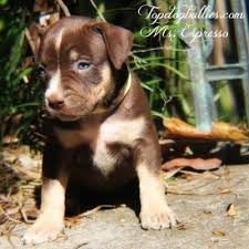 Black And White Pitbull Dog Price Blue Pitbull Puppies Forsale Pitbull Breeder Pitbull Puppies For Sale Pitbulls Pitbull Puppies For Sale Pitbull Puppies