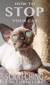How To Stop Cats From Scratching Furniture For Good Pet Care Cats Cat Scratching Furniture Cat Scratching