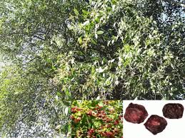 Image result for Salvadora persica