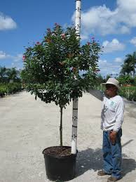 Image result for Jatropha scaposa