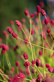 Good background or accent plant with a compact habit of growth. Summer Garden Colour Pops Time Leisure