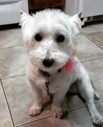 Sorry about your Daisy May. I've been threw that pain and its awful. Hugs  for you all there.