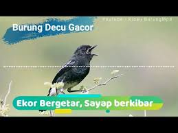 Decu kembang gacor untuk masteran pancingan kacer dan decu agar bunyi irama burung. Suara Burung Decu Gacor Kacer Mini Kicau Burung Mp3 Youtube