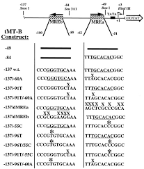 White's spectra vx3 metal detector. Metal Responsive Elements Of The Rainbow Trout Metallothionein B Gene Function For Basal And Metal Induced Activity Journal Of Biological Chemistry