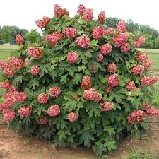 Image result for Hydrangea quercifolia
