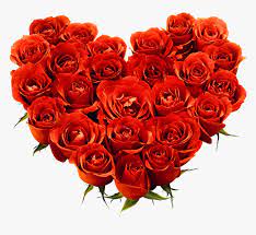 You are here：pngio.com»love flower png. Red Rose Png Image Love Rose Flower Png Transparent Png Transparent Png Image Pngitem