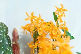 Brassavola orchids have white or greenish flowers with narrow petals, and are exceptionally fragrant, especially in the evening when the perfume is released. Houseplant Of The Month November Specialty Orchids