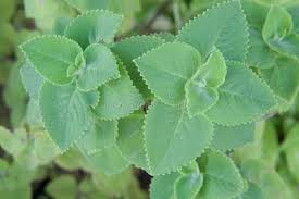 Image result for Coleus amboinicus