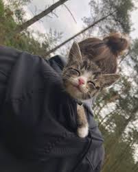 A Kitten Going On Outdoor Excursions Might Be Uncommon But It S Everyday Life For This Maine Adventure Cat