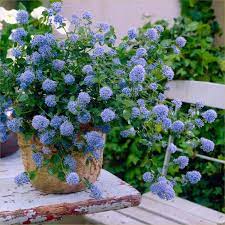Julia phelps california lilac, 4 pot ceanothus Pin On Garden