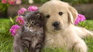 Cute Dog And Kitty Kisses Schattige Dieren Dieren Baby Dieren