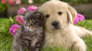 Gewoon een verzameling hilarische foto's #1054. Love Dog Cat Schattige Dieren Dieren Schattige Babydieren