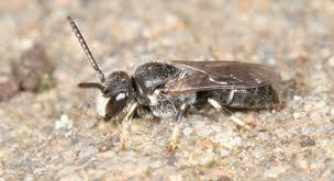 Image result for Hylebates