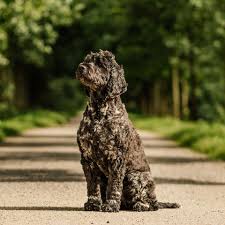 They herded fish into the nets; Brown Portuguese Water Dog Petfinder