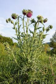 Image result for Carduus nyassanus