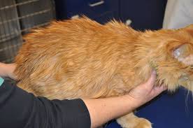 What causes matted cat fur. The Deal With Oily Cat Fur Catwatch Newsletter