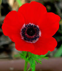 All roses were originally wild and they come from several parts of the world, north america , europe , northwest africa and many parts of asia and oceania. Anemone Coronaria Anemone Flower Anemone Herbaceous Perennials