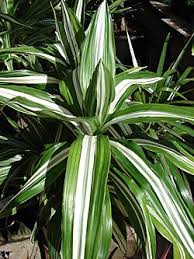 Image result for Dracaena afromontana