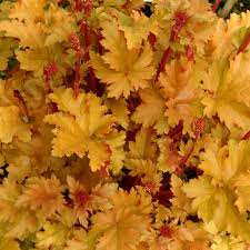 We did not find results for: Heuchera Amber Waves Terra Nova Nurseries Inc