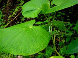 Image result for Piper umbellatum