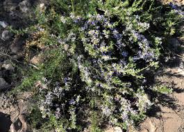 Image result for Felicia filifolia