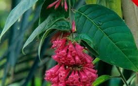 ) also known as coral jasmine, night jasmine, parijat, harsingar, ganga shiuli singgarei, shiuli. Telegraph Garden Shop