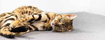 How can you tell the difference between testicular cancer and just epyditimitis can liver cancer be diagnosed by ct scan and mri connect by text or video with a u.s. Cat Scratch Fever Everything You Need To Know Purina
