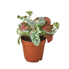 Image result for Hypoestes
