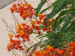 Grow A Bird Of Paradise Tj S Garden Birds Of Paradise Plant Paradise Plant Plants