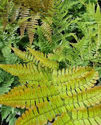 Image result for Xerophyta schlechteri