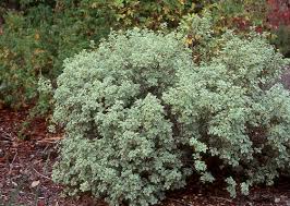 Image result for Psorospermum mechowii