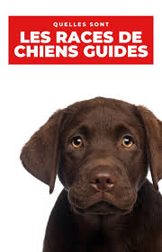 Instagram Post By Les Chiens Guides D Aveugles Oct 24 2019 At 3 01pm Utc Instagram Instagram Posts Labrador