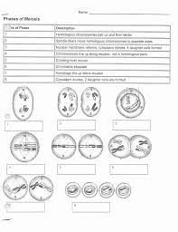 Pin On Meiosis