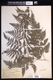 Image result for Davallia chaerophylloides