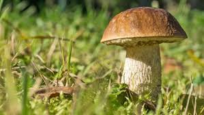 Essbare Pilze Sammeln Und Erkennen Ndr De Ratgeber Verbraucher