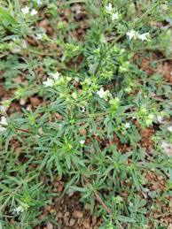 Image result for Oldenlandia