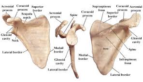 Like any stability muscles in the body the control of the scapular is also poor. The Shoulder Blade