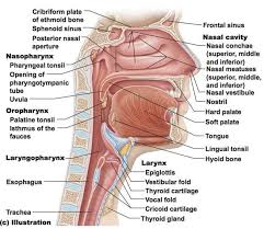 Other structures inside and behind the nose help you breathe. Nasal Anatomy Health Medicine And Anatomy Reference Pictures Anatomy Models Labeled Throat Anatomy Anatomy