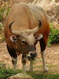 Banteng Extinct Animals Animals Cattle