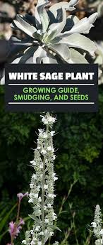 White Sage Plant Growing Guide Smudging And Seeds Epic Gardening White Sage Plant Sage Plant Plants