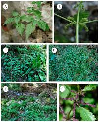 Image result for Ctenitis cirrhosa