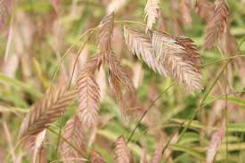 Image result for Chasmanthium latifolium