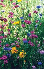 Expert advice from bob vila, the most trusted name in home improvement, home remodeling, home repair, and diy. North American Wildflower Mix Wildflower Garden Front Flower Beds Flower Garden