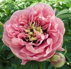 Pin On Peonies