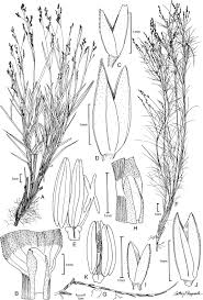 Image result for Willkommia sarmentosa